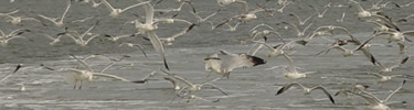 multitude of flying seagulls